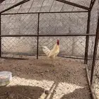 ديك للبيع