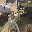 تيوس للبيع الخرج