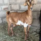 جنوبيه دافع