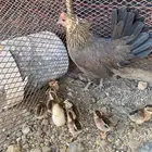 دجاجه مفرخه ماكنتوش