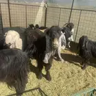 تيس عارضي معرف السن سدس او بداية سدس