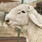 مشروع فحل حري للبيع