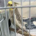 طير للبيع