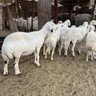 للبيع ضان امراح واحد