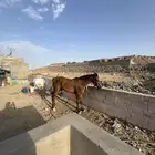 مهر شعبي ركوبة طرب وطبعة كريم