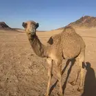 قعود أشعل