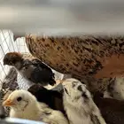 دجاجه