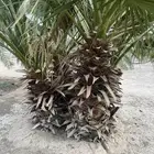 نخل واشنطون للبيع