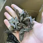 عود بنتلي العربية