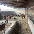ماعز محايلية