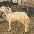 طلي صنف سن جذع