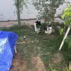 القصيم بريدة حي ضراس