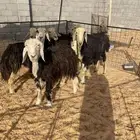 غنم نجد تم البيع