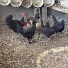 دجاج فرنسي
