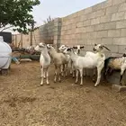 غنم بيشي مع الفحل