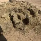 تبن حويل علف