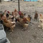دجاج براهما