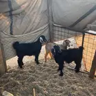 تيوس حريه لباني