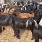 بهم مندي