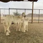 نعجه صفراء جبره