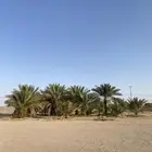 نخل للبيع