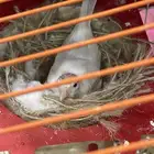 للبيع كناري الجنس انثة جاهزة حدها لم العش وجالسة