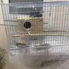 عصافير روز زوج للتزاوج والإنتاج