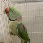 ببغاء للبيع