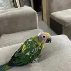 فرخ صن كنيور