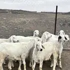 بهم للبيع