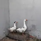 وز ذكر و انثى