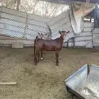 تيسين محليات