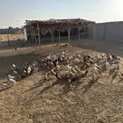 صوص بلدي للبيع