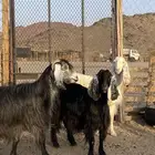 معزا مضاريع(تم البيع )