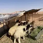 نعاج