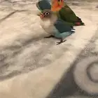 فروخ هدد للبيع