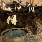 للبيع جفرات عوارض