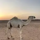 مفرود