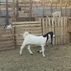 تيس ذبيحة من حلالي