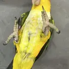 كايك وايت