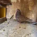 زوج حمام كوره