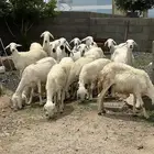 غنم