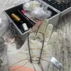 شبك صيد الصقور 2025
