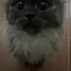 قطط