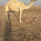 لقحه وضحى