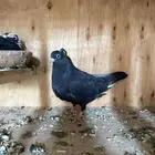 حمام قطيفي