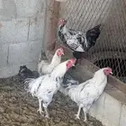دجاج