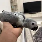 للبيع فرخ كاسكو افريقي