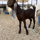 تيوس مطورة مشاريع فحول دواغير