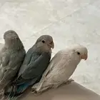 فرخ روز هدد داخلي